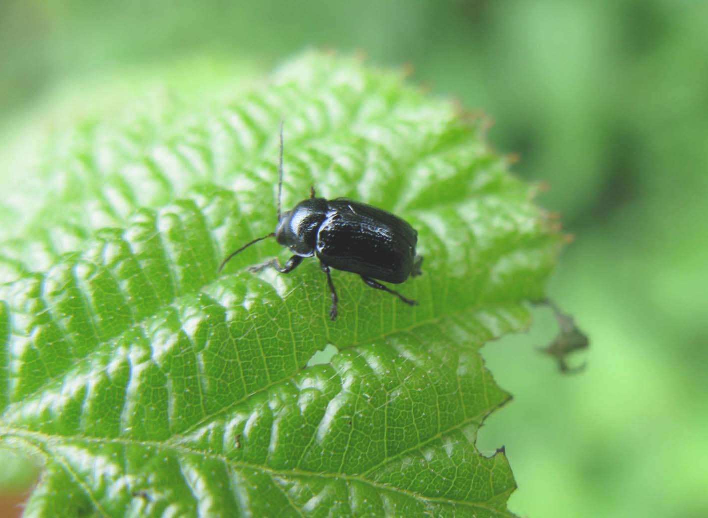 piccolo Chrysomelidae (Cryptocephalus?)